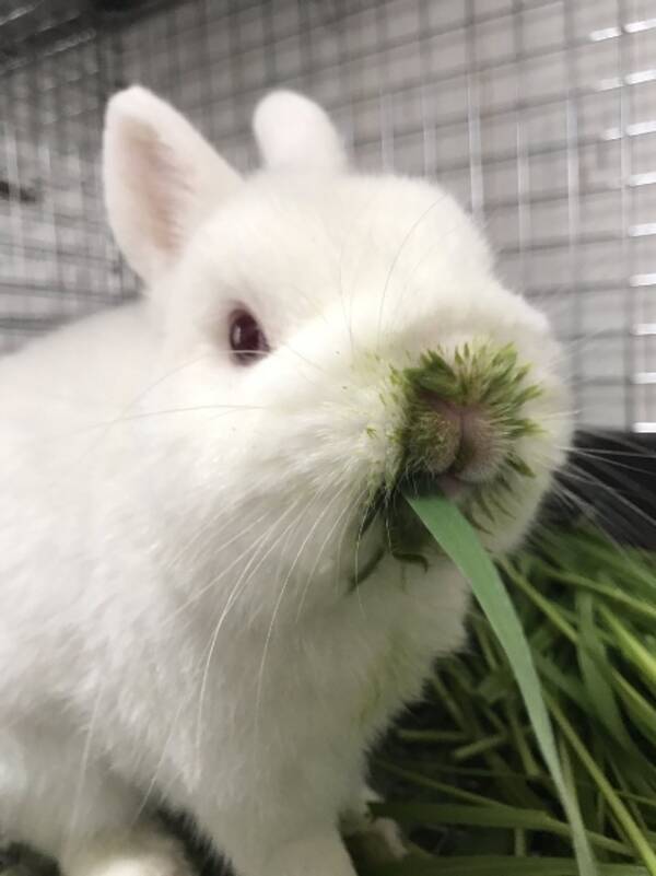 ご飯を食べるのが下手すぎるうさぎ 草を食べて口から草を生やしてしまう 17年4月日 エキサイトニュース