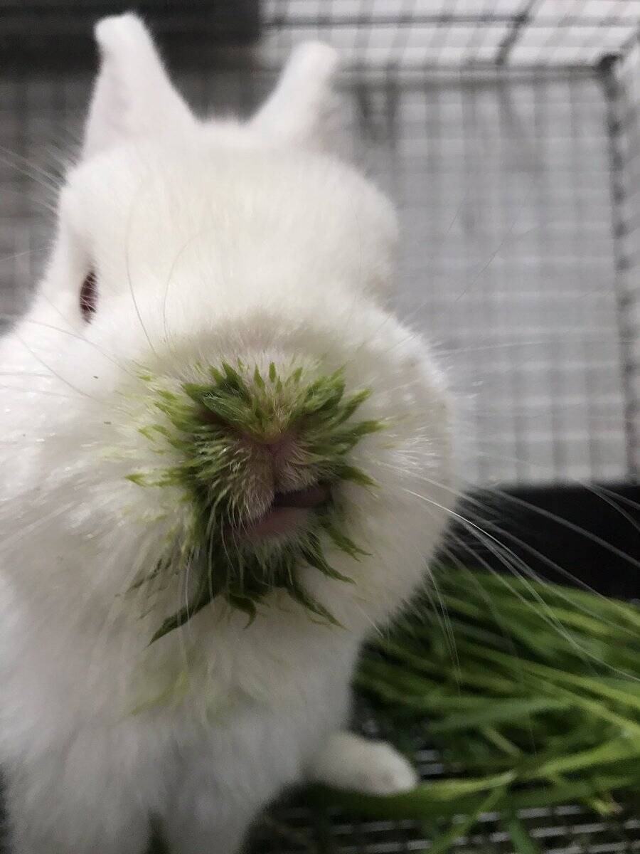 ご飯を食べるのが下手すぎるうさぎ 草を食べて口から草を生やしてしまう 17年4月日 エキサイトニュース