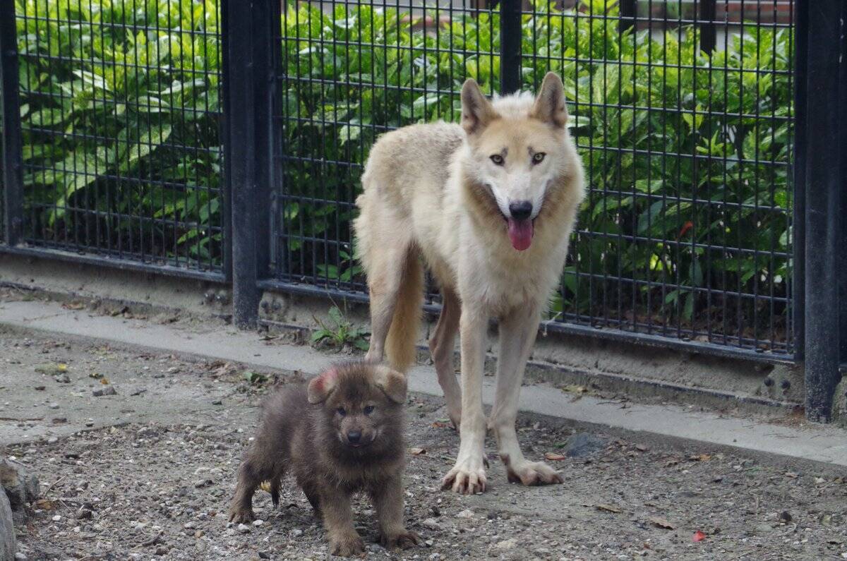 親は凛々しく赤ちゃんはキュート シンリンオオカミの4つ子の赤ちゃん 鹿児島 平川動物公園で一般公開 18年7月12日 エキサイトニュース