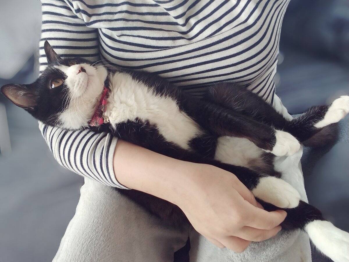 まるで抜け殻 飼い主以外に抱っこされる猫の呆然とした表情に 魂ぬけてる 年5月29日 エキサイトニュース