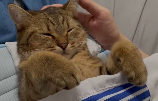 もふもふクリームパン出てますよ 前足をあげたまま猫スヤスヤ 飼い主お手製のヒンヤリお布団で幸せあふれる寝姿に 21年6月11日 エキサイトニュース