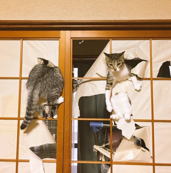 障子の高みを目指す猫に仲間が参戦 2匹でビリビリに破く地獄絵図に 16年10月27日 エキサイトニュース