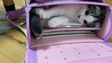 「お勉強するニャ…　ランドセルにすっぽり納まった子猫、いっしょに登校したくなる愛らしさ　「国語算数ネコ社会」「猫は必須科目」」の画像2