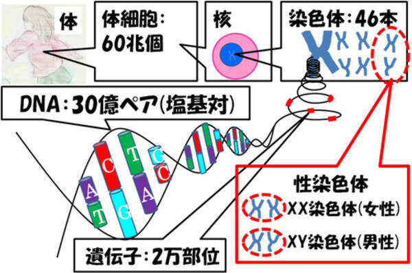 性同一性障害の 絶望的な苦しみ 同性愛や精神疾患と無関係 本人の努力で治癒できず 14年6月28日 エキサイトニュース