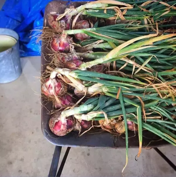 「「旬の野菜」の手軽な取り入れ方。家庭菜園・干し野菜・糠床…季節の”食”を楽しもう！｜気象予報士コラム」の画像