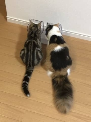 食べたものがうんちで出るまでの時間はどのくらい ウントピ 19年6月13日 エキサイトニュース