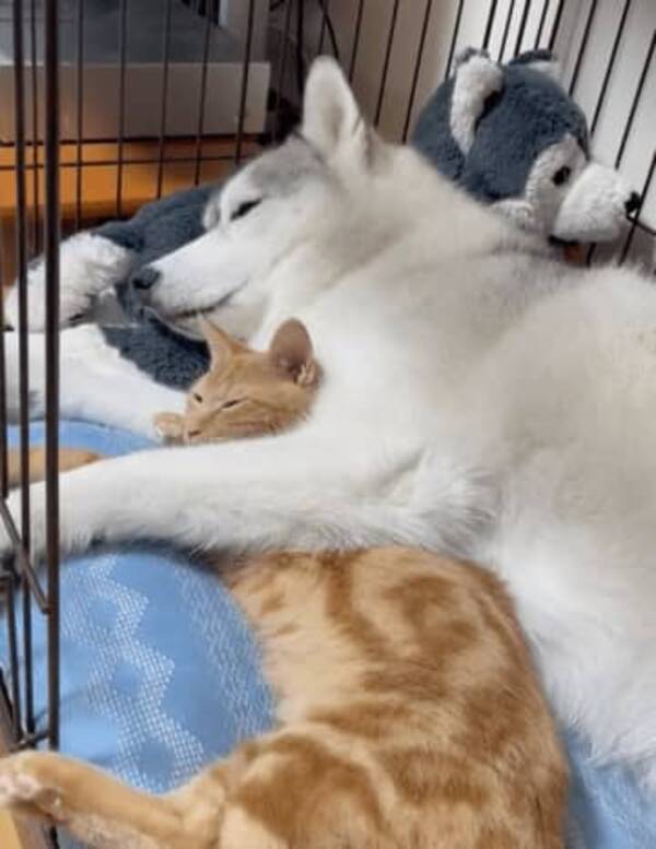 大型犬と子猫 でこぼこコンビの日常風景にきゅんです 2匹の不思議な関係に注目 21年9月18日 エキサイトニュース