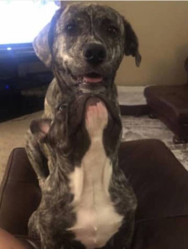 激ムズ うちの子のかくれんぼが高度すぎて笑う 21年9月27日 エキサイトニュース