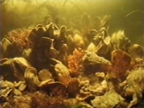 【動画】牡蠣の海を浄化する凄まじい力、1匹で1時間に7.5リットルも