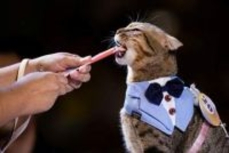 東アジアの猫ブーム、犬よりも人気上昇の中国や韓国と日本の共通点とは