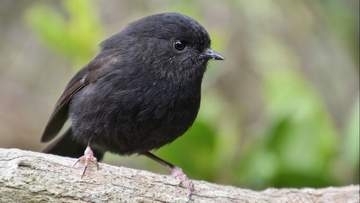 個体数5羽から驚異的な回復、NZの今年の鳥は真っ黒な「チャタムヒタキ」