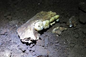 洞窟で発見された謎の人類ホモ・ナレディ、最新の研究結果がさらに謎を呼ぶ