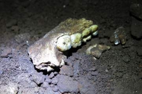 洞窟で発見された謎の人類ホモ・ナレディ、最新の研究結果がさらに謎を呼ぶ