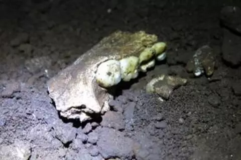 洞窟で発見された謎の人類ホモ・ナレディ、最新の研究結果がさらに謎を呼ぶ