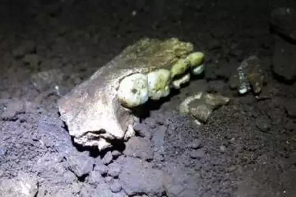 洞窟で発見された謎の人類ホモ・ナレディ、最新の研究結果がさらに謎を呼ぶ