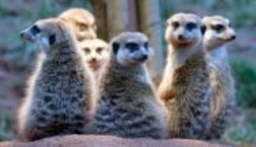 一夫一婦制が人類に占める割合は？　他の動物との比較も発表　新研究