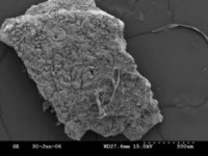 新たに発掘した卵の殻の化石、太古のワニの生態解明に期待　豪