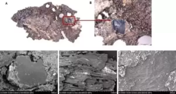 石器時代の料理人、食材を「驚くほど選び抜く」　新研究