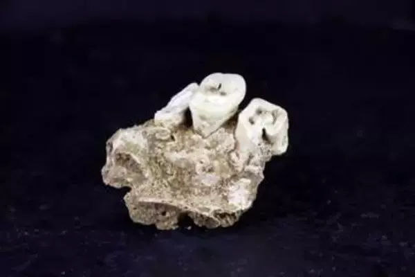 先史時代の狩猟採集民、人類最古の薬物使用で「悪循環」に陥っていた可能性　新研究