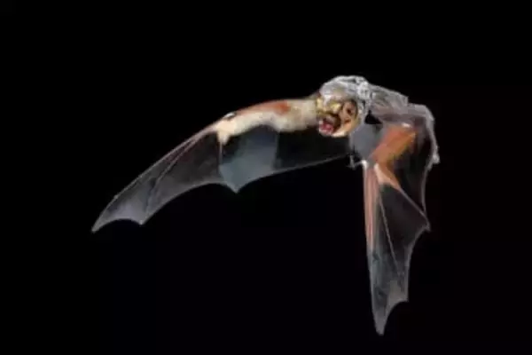 風力タービンで死ぬコウモリ、年間数百万匹　スマートセンサーが保護に寄与する可能性