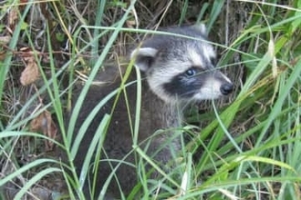 都市部のアライグマに「家畜化」の初期の兆候か　米研究
