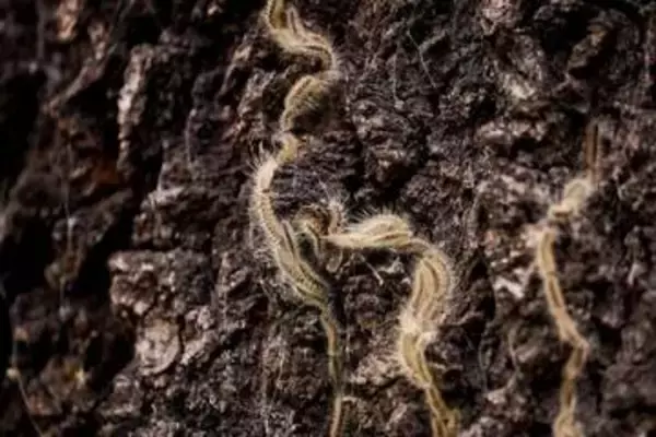 毒性持つ毛虫が大量発生、被害樹木からの巣の除去に追われる当局　ドイツ