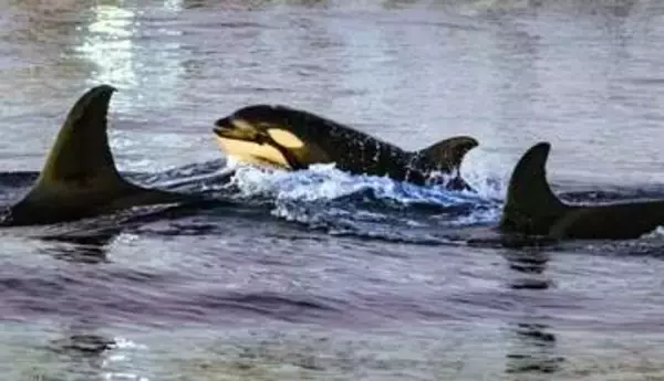 シャチの激しい体当たり、マンボウが粉々に「爆発」　捕食戦略か遊びか