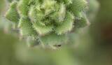 「新たな食虫植物を確認　ダーウィンの仮説、150年以上を経て証明」の画像1