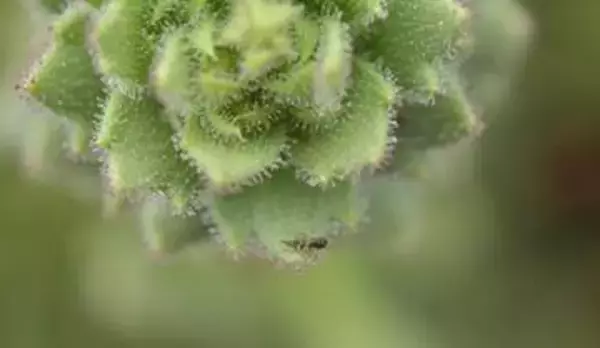 新たな食虫植物を確認　ダーウィンの仮説、150年以上を経て証明