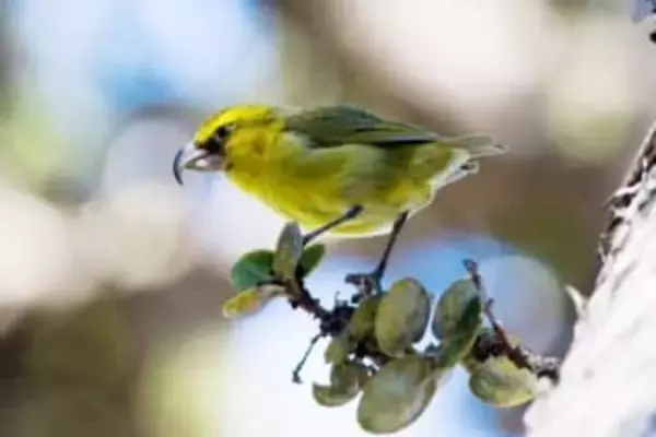 ハワイで毎週50万匹の「蚊」を上空から投下、その狙いは