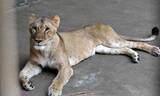 「東京の動物園でライオン3頭死ぬ、東アジアで記録的高温続く中」の画像1