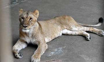 東京の動物園でライオン3頭死ぬ、東アジアで記録的高温続く中