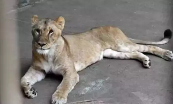 東京の動物園でライオン3頭死ぬ、東アジアで記録的高温続く中