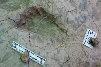 「くるみ割り」の異名取る古代人類、足跡の化石から新たな発見　ケニア