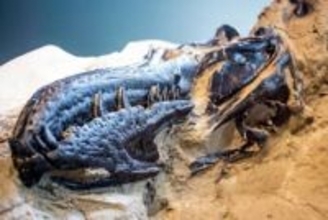 「決闘する恐竜」、ティラノサウルスの解釈を一新　化石は別種だった可能性