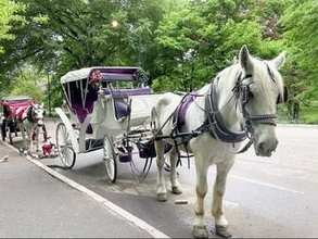 米NY市のシンボルの馬車、見納めに　市長と市議会が運行廃止の法案で合意