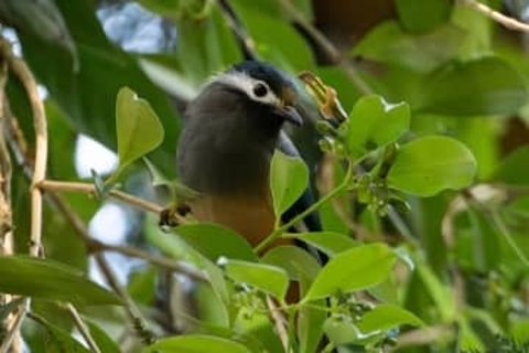 アジアの花「リップスティック・バイン」、進化のルールを覆す　DNA解析で判明