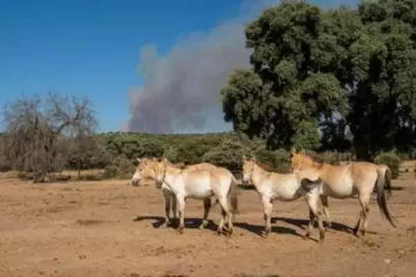 「一種たりとも置き去りにしない」　動物たちを火災から守れ、施設や警備隊が奮闘　スペイン
