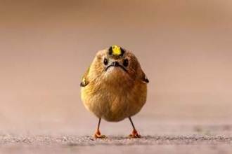 今年のコメディー野生動物写真賞、笑顔になれること請け合いの候補作発表
