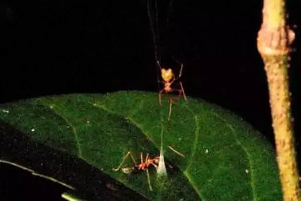 新たに発見されたクモ、「死の罠」で獲物捕らえる様子を初めて撮影　豪州