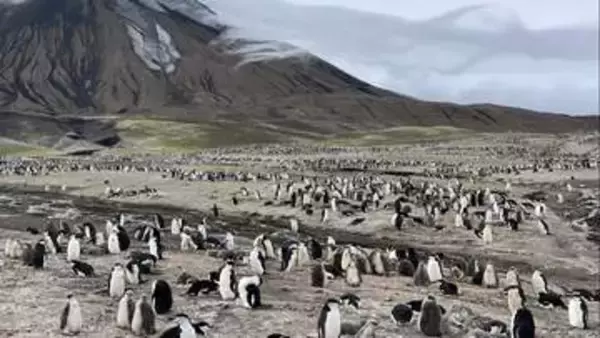 「世界最大のペンギン繁殖地」に異変、その座を失った理由とは