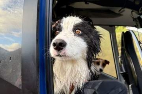 滝から落ちた飼い主とはぐれた犬、1週間後に無事再会　ニュージーランド