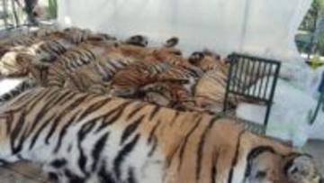 観光公園のトラにウイルス感染拡大、2週間で72頭死ぬ　タイ