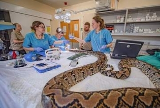 人のがんの先端治療、世界で初めてヘビに応用　順調に回復　英国