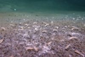 深さ9500メートルに及ぶ超深海帯で生態系を発見、光のない極限環境で繁栄