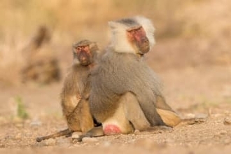 哺乳類のメスはオスより長生き、性行動が一因か　研究