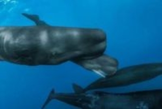 赤く染まる海、「小さな頭が見えた！」　科学者が捉えたマッコウクジラ誕生の瞬間