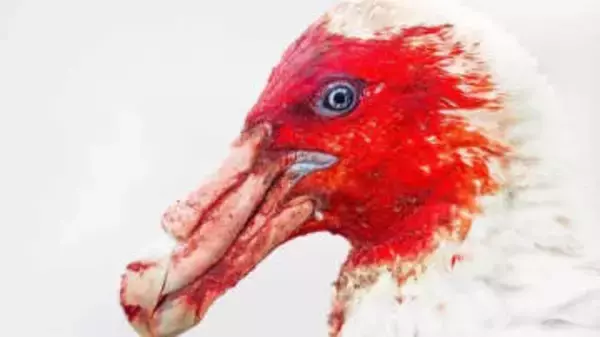 白い羽を血で染めたオオフルマカモメや皆既日食を背に飛ぶグンカンドリ、鳥写真コンテスト受賞作を紹介