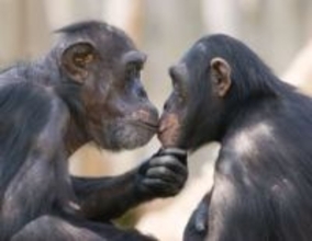 キスは「進化の難問」、科学者たちがその意外な起源を解明