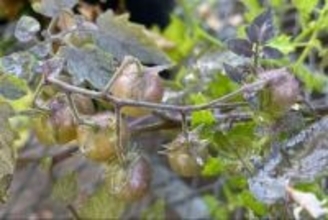 ガラパゴス諸島のトマトに「逆進化」の兆候　その意味とは